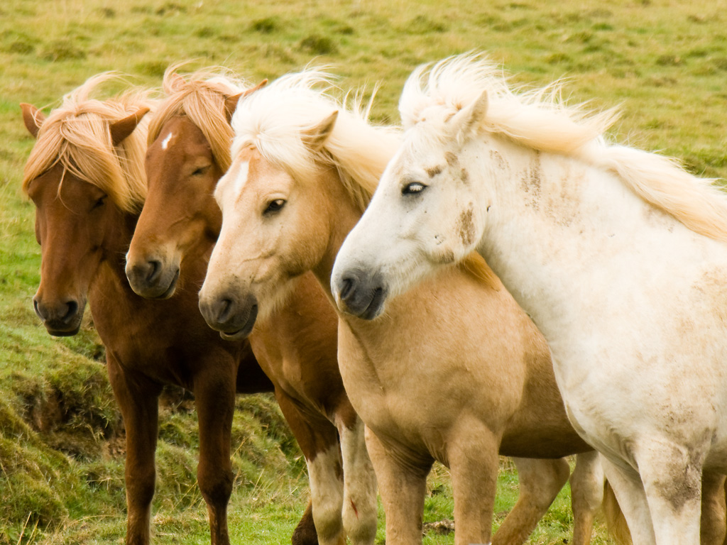 iceland_horse_herd_in_august