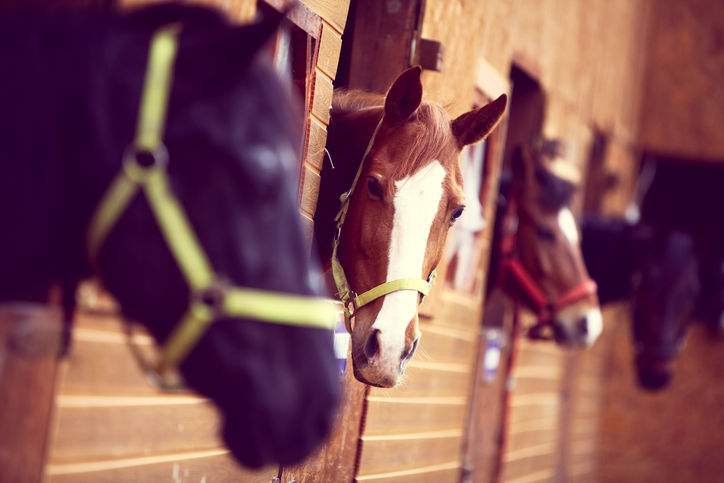 Horses