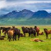 Islandshästarna lever fritt och i flock
